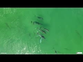Drones detect sharks at Evans Head NSW