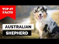 99 of Aussie Shepherd Owners Don t Know This