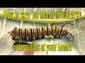 How to care for Monarch Butterfly Caterpillars at home