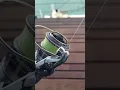 Download Lagu Brand New Shimano Nasci 1000 FC the ultimate Bream Reel!