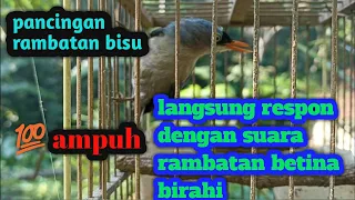 pancingan rambatan paruh merah betina memanggil jantan