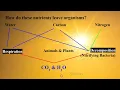 Nutrient Cycle Review Notes pt 2