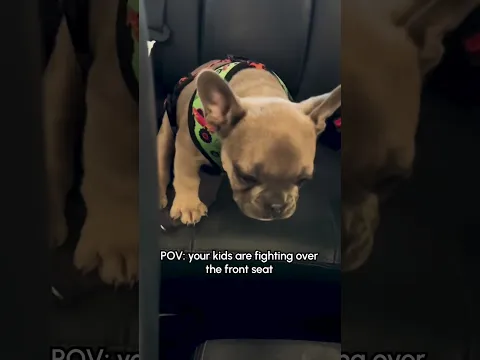 Frenchie Puppy LOUDLY Complains About Being Stuck in the Backseat
