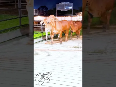 Brahman calves return to their pen after roaming around the farm
