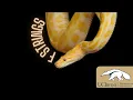 f strings Pythonic Code Part 2