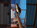 Download Lagu cingcoang / jongkangan coklat gacor teler #animals #birds #fyp
