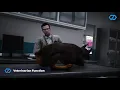 cDev Pet Script - FiveM Cats Dogs Update