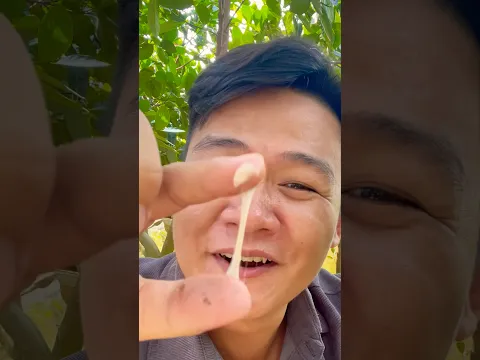 Làm kẹo singum từ mủ trái mít
