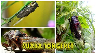 macam macam suara tonggeret garengpung atau kinjeng tangis