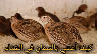 كيف أعتني بطائر السمان في الشتاء 