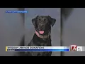 Durham County Sheriff s office K-9s to be a little safer thanks to body armor donation