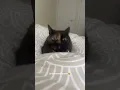Download Lagu She vibes 😭 #viral #cats #boing
