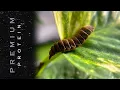 When to Harvest Black Soldier Fly Larvae for Maximum Protein