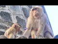 Download Lagu Mama monkey lock milk _ Poor big baby JONAS sitting looking for milk so sad