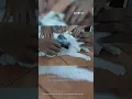 Download Lagu Kucing Putih Mendadak Jadi \