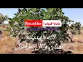 الله يهديك قلبي صغير ومتربي حرام عليك لا تدلو ع المحبي الفنان وائل عزقول
