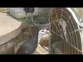 Burung ruak2 kereo pagi dan mandar batu