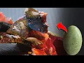 Download Lagu Asking YouTubers to crack my Dinosaur eggs!
