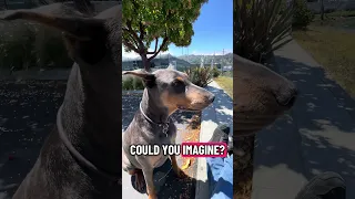 #Fyp #dream #doberman #pets #YouTube