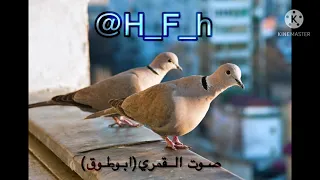 صوت القمري ابوطوق دندنها