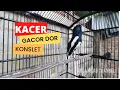 Download Lagu DIJAMIN KACER LAIN BAKAL RESPON GACOR DOR, dengar Pancingan Kacer GACOR INI