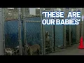 Parvovirus Giardia identified as factors in recent dog deaths at Indiana animal control