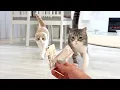 Download Lagu おやつだと思って大喜びで走ってきたら薬だったときの猫たちの反応が可愛すぎましたw