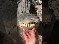 Alligator bellowing!!!