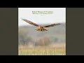 Lagu Silent Wings of Freedom (Dedicated to the Northern Harrier)