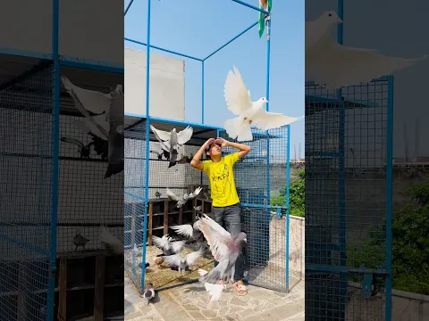 ajj eagle ne kabutar par attack kar dia π #minivlog #vlogs