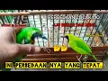 PERBEDAAN CUCAK IJO BESAR DAN CUCAK IJO MINI YANG TEPAT..!!🐦🐦🤔🤔2024