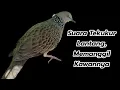 Download Lagu SUARA TEKUKUR LANTANG, MEMANGGIL GEROMBOLAN NYA