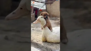 مصطفي مصطفي سيد الانبياء 