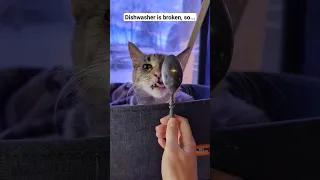 Getting my 😺 to clean the dishes