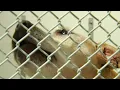 Roanoke pound pleads for help