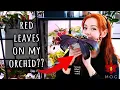 Download Lagu Phalaenopsis Orchid with red leaves! 😍 - Why your Orchid looks red? 🤔