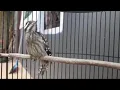 Merindingnya Pelatuk Ulam Ngekek kaya Kuntilanak