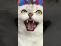 Download Lagu Sonya is smarter than me 🥲#cat