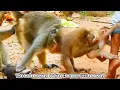 Saddest video, monkey king attacks baby monkeys, life in the monkey world is not peaceful