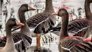 صوت البط لعيون المتابعين 