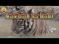 Download Lagu hunting/harimau vs babi
