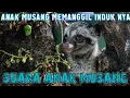 Download Lagu ‼️SUARA ANAK LUWAK Memanggil Indukan