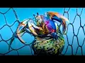 Woman Rescues Every Hermit Crab She Can From Craigslist The Dodo