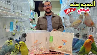 الجديد عند حمدي أجيو نتولعو ونتعرفو على أتمنة مختلف أنواع الطيور الفيشر والروز كنار بادا دجاج زينة 