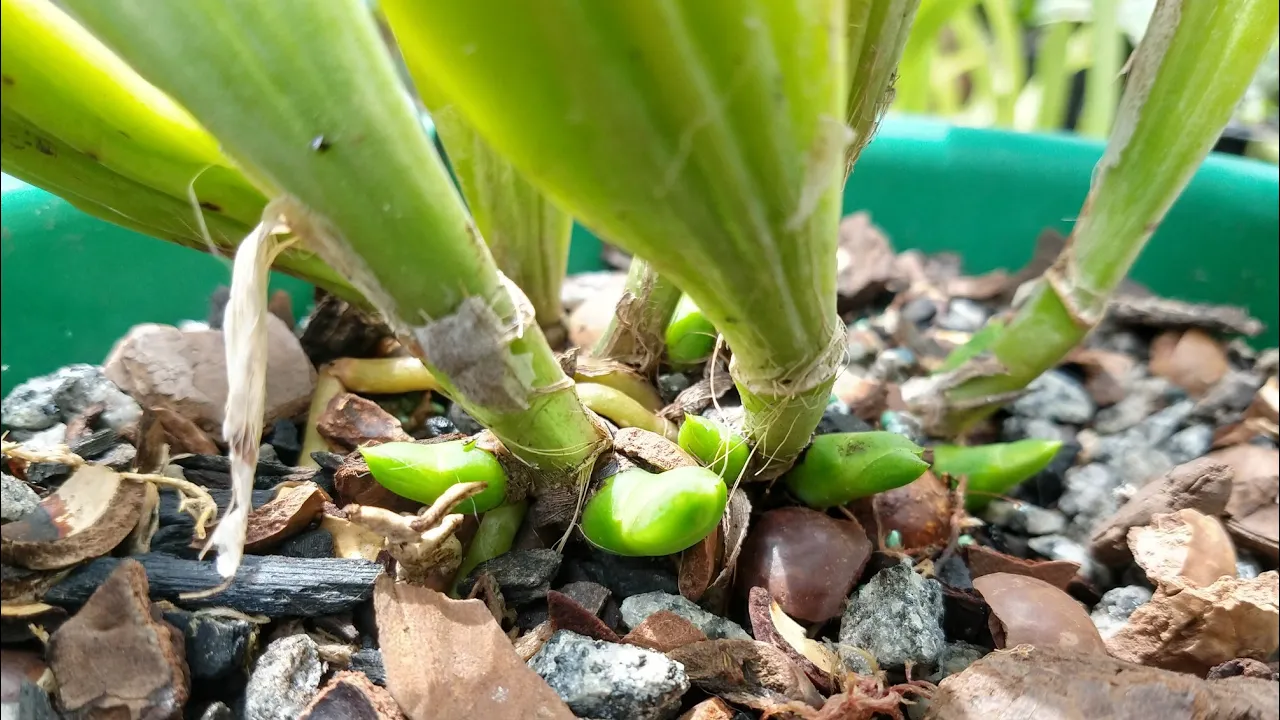ORQUÍDEAS EM RECUPERAÇÃO APÓS CORTES