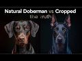 Why Dobermans Have Cropped Ears and Docked Tails - The Truth They Don t Tell You
