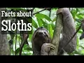 Sloth Facts for Kids Classroom Learning