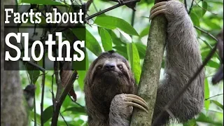 Sloth Facts for Kids Classroom Learning