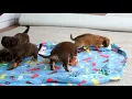 Chiweenie Puppies For Sale