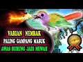 Download Lagu Masteran Burung Bagus - Masteran Burung Paling Bagus Untuk Murai \u0026  Kacer